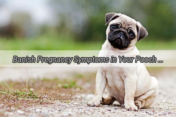 Banish Pregnancy Symptoms in Your Pooch The Ultimate Guide to Safe and Natural Solutions